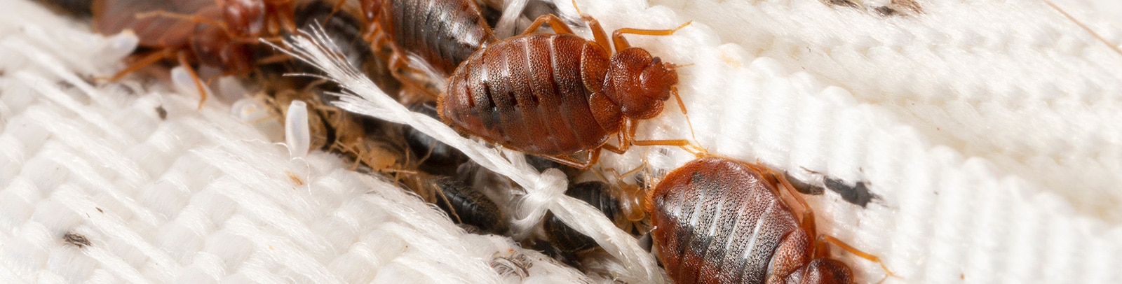 Bed Bug Control